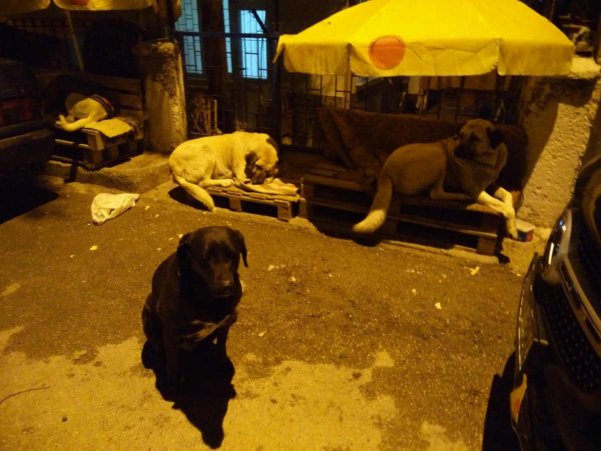 AnaTuran's tweet photo. Burdur Belediyesi ve mahalle muhtarı bu canlarin kulübelerini baslarina yıkiyor.Sonra muhtar bir grup hayvan düşmanı ile belediye başkanına teşekküre gidiyor......😡 https://t.co/JZrGYzIxjh