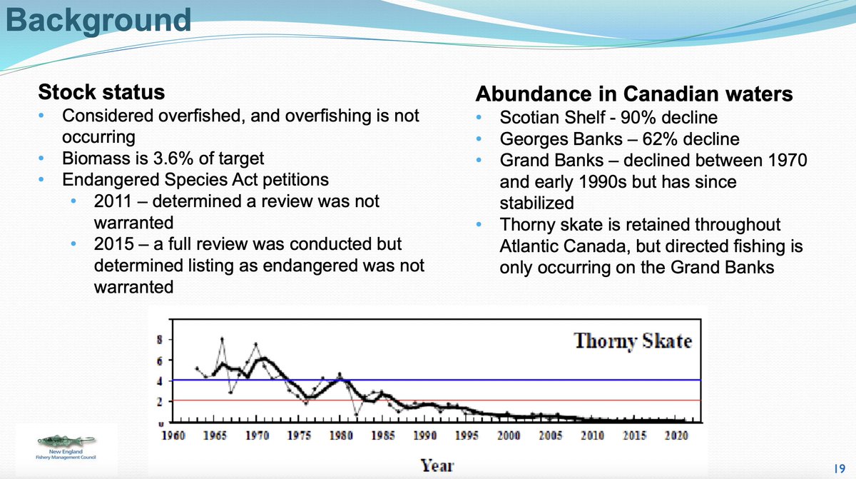New England Skate Meetings today. Draft Council white paper on Thorny Skate covers grim status &amp; possible remedies, documents long history of low conservation priority &amp; avoidance of measures w/ effect on other fisheries as climate change threat grew:  d23h0vhsm26o6d.cloudfront.net/2_DRAFT-Thorny…