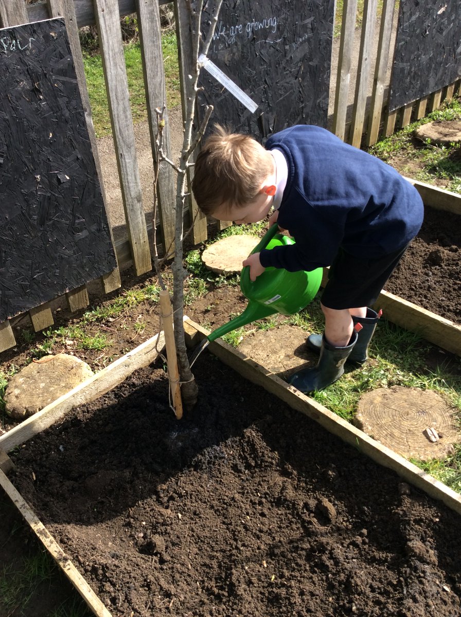 Acorns made the most of the lovely spring weather and planted our new fruit trees. Thanks to #TCVtweets #idigtrees. We can't wait to be able to harvest our own fruit!!