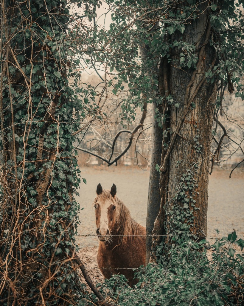 tomcwillmottt's tweet photo. This day I walked through the Nikki line. Peaceful and joyful on the outskirts of Hemel
 #animal #horse #relaxing #relaxingday #photographyart #photography #photographylife https://t.co/H0zUH58P2T