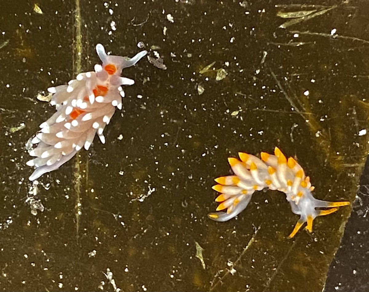 Scott Reid (@stmarys_patch) on Twitter photo Four species of nudibranch from todays superb St. Mary’s ‘pontooning’ session, including these spangled beauts - Amphorina linensis (left) & Amphorina farrani (right) - both new for the <a href="/scillyrockpools/">Scilly Rockpool Safaris</a> Reids and <a href="/jonnie_fisk/">Elon Musk is a tragic worm person</a> 💛🤙 #sendnudes Four species of nudibranch from todays superb St. Mary’s ‘pontooning’ session, including these spangled beauts - Amphorina linensis (left) & Amphorina farrani (right) - both new for the <a href="/scillyrockpools/">Scilly Rockpool Safaris</a> Reids and <a href="/jonnie_fisk/">Elon Musk is a tragic worm person</a> 💛🤙 #sendnudes