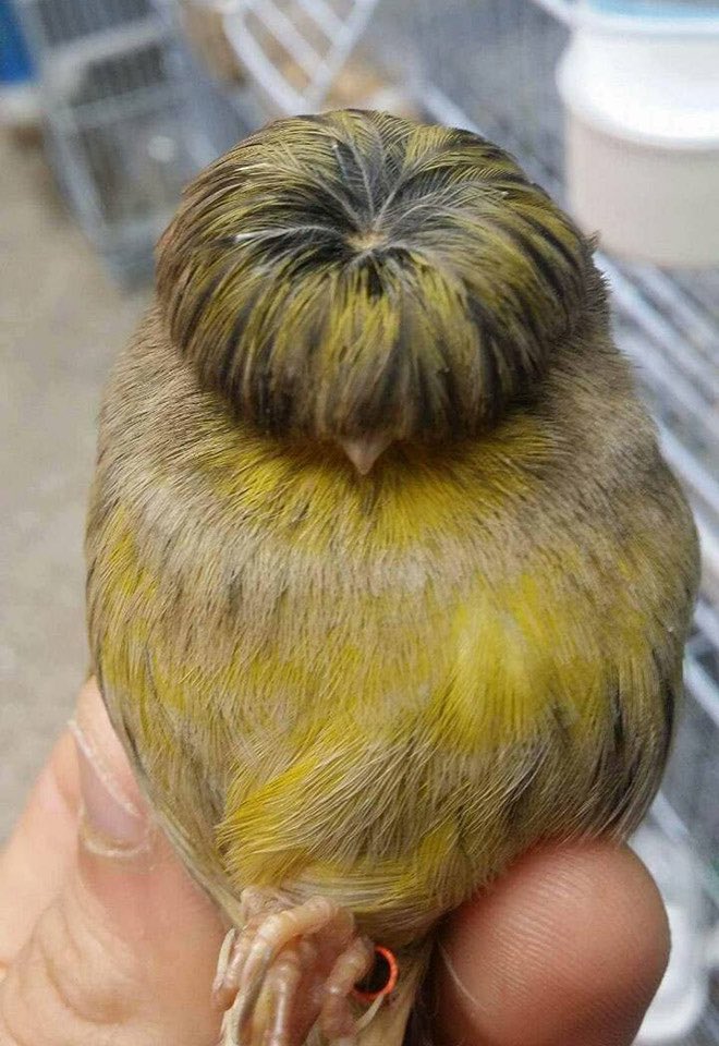 todayyearsold's tweet photo. Just learned about the Belgian Canary. They have the best hairdos. Someone please get them black suits and tiny guitars https://t.co/K3Gof1bg0s