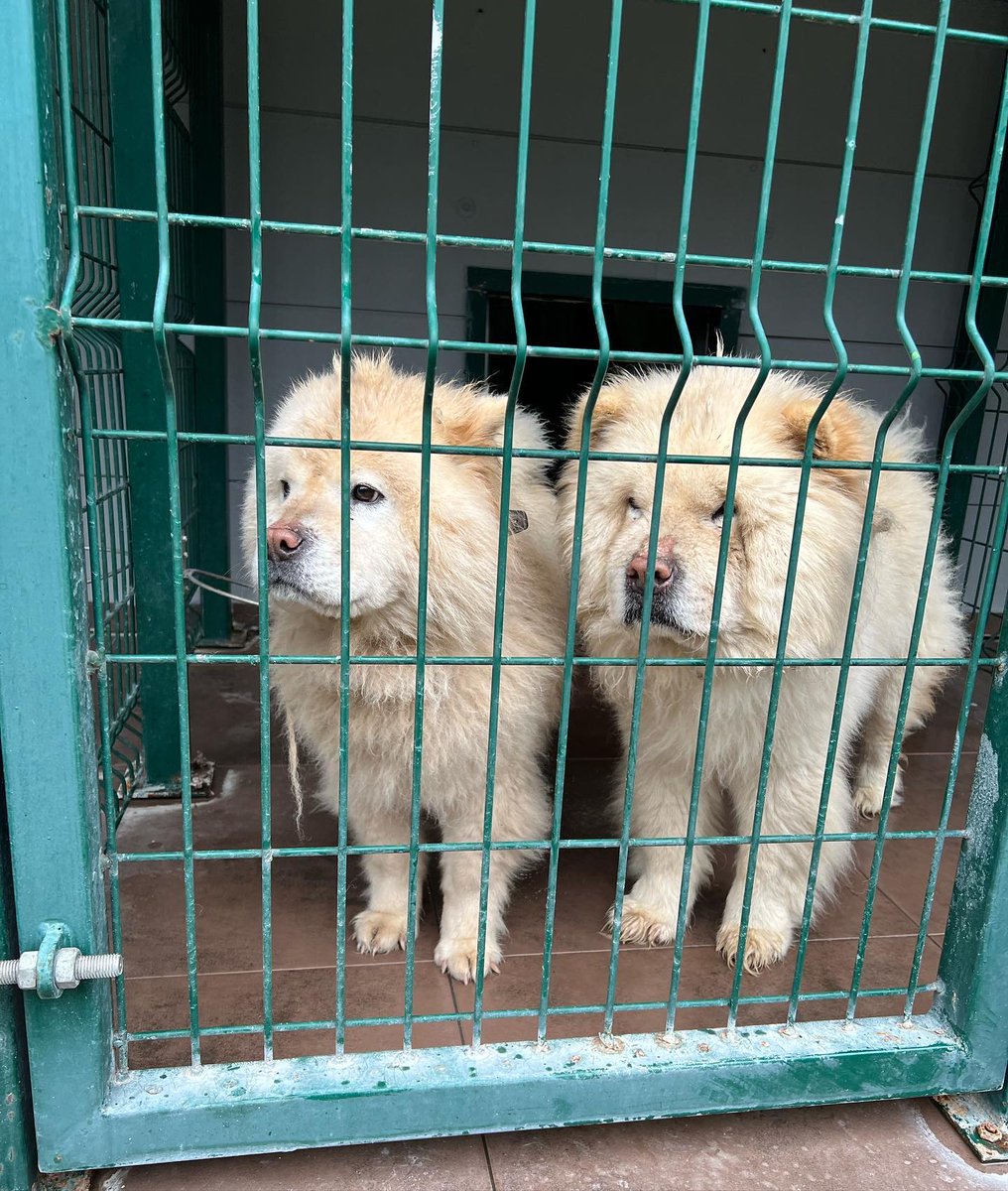 patiarkadas's tweet photo. BUGÜN BARINAĞA TERK EDİLDİLER.
Chow Chow 
biri dişi ,diğeri erkek 
1 ve 1,5 yaşlarında kısırlar.

Yuva arıyoruz
Sahiplenmek isteyenlerin @sile_bld barınağa başvurması rica olunur.
İstanbul / Şile 

#köpek #satınalmasahiplen #kedi 
#SokakHayvanlarıSahipsizDeğil #animal #İstanbul https://t.co/BqEdpTV14M