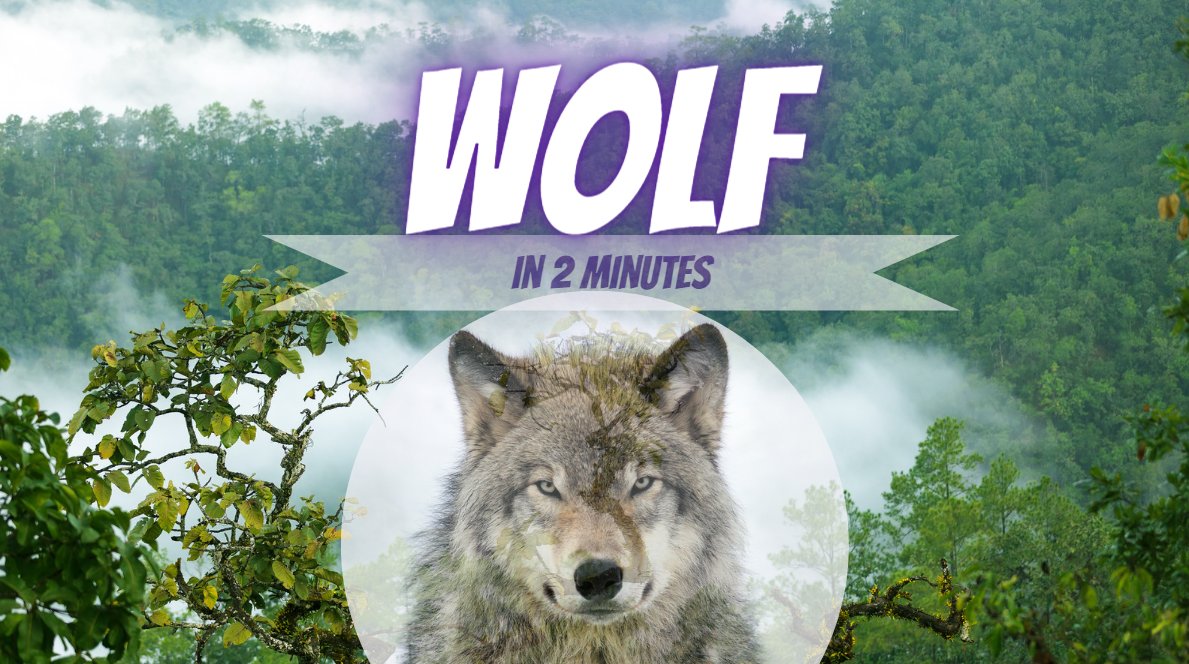 Wolf in 2 minutes.

youtu.be/hmp3WVXxxZ8

#Wolf #Wolves #WolfPack #WolfLove #WolfLife #WolfPup #WolfHowl #GrayWolf #RedWolf #ArcticWolf #MexicanWolf #TimberWolf #EurasianWolf #BlackWolf #WhiteWolf #WildWolf #WolfArt #WolfTattoo #WolfSpirit #WolfMoon #WolfSanctuary