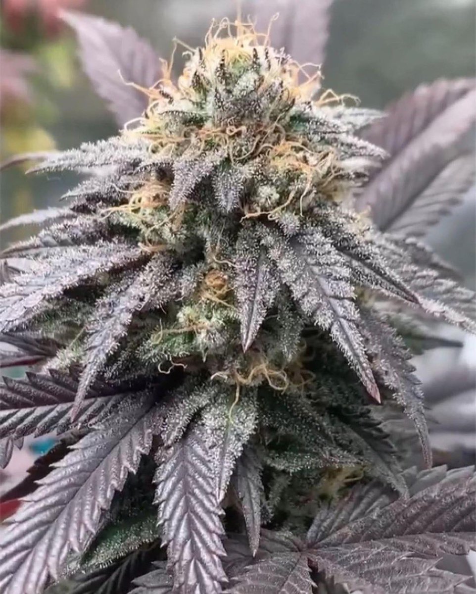 Miracle Apple Custard 
Sweet floral Red Apple terps !
✅✅✅
Don’t sleep on this one 
<a href="/supremeseedbank/">Supreme Seedbank & Clones</a>
