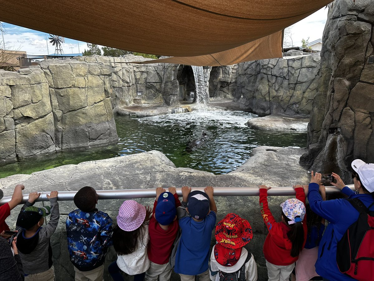 YsletaPreK's tweet image. Exploring the @elpasozoo! 🦁🐯🐻🐘 A perfect way to begin our study on animals! @YsletaPreK @RLopezPK @MSuizette @YsletaPKLibrary #realworldexperiences #prekfun