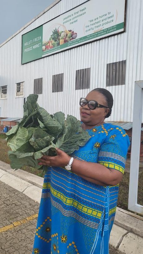 My cabbage  is ready for the market.
Maluti  Fresh produce is ready to buy.
