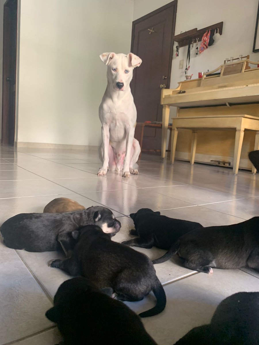jomeishon's tweet photo. e mentira, haga lo que usted quiera con su vida, solo quiero causar polemica  para que alguien adopte uno perrito :( son 8, ayudenme a buscarle casa https://t.co/IZN0krh6j1