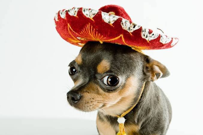 exfazendeiro's tweet photo. larissa: vc é cachorra 

key: mas eu fui pro méxico 

larissa: eres un perro https://t.co/uEYfPddlKN