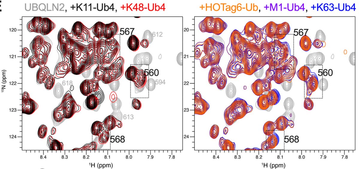 Castaneda_lab's tweet photo. Looking to advance skills in biomolecular NMR of disordered proteins related to protein quality control machinery? We have a fully-funded #postdocposition (> 2 yrs) in our lab! Posting coming soon; very grateful to SU for their support of our program! #NMR #biophysics #cellbio https://t.co/XRdqecW7GS