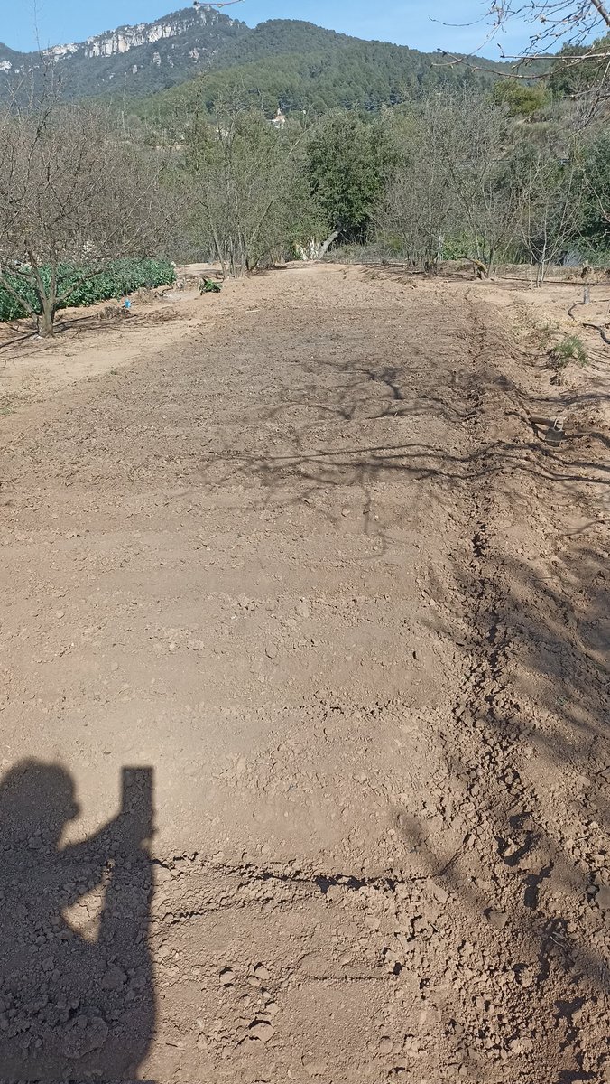 mtllaurado's tweet photo. Bon dimecres!! Diuen diuen diuen q tindrem primavera plujosa, queda per veure, ... Mentres em sembrat les #pataques #sensepagesianohihacuinaa veure que tal! Avui hem fet Sant Josep, un bon remol i crema catalana, Ho celebrem, mes val tard q mai!! https://t.co/HtvGSsGdsu