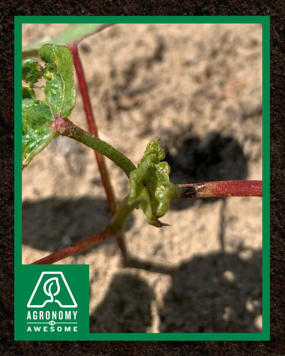 DELTAPINE's tweet photo. Worried about thrips? Find solutions in this #AgronomyIsAwesome article. The right technology— along with timely scouting and management—makes all the difference. Read more. 👉 https://t.co/h9Kb4dcVan
@BayerTraits #ThryvOn #AddedProtection #StrongCotton #Agronomy https://t.co/CCrLbvkn6g