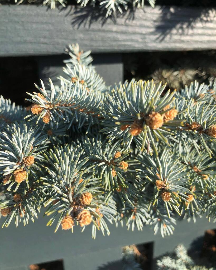 shapi20s's tweet photo. So many 50 degree days! Hurrah! Days are lengthening and so are the shadows. Many afternoons of little walks to the park and to daycare pickup. Stopping to notice the light, shadows, buds, and growth.
:
:
#walkyourcity #sublimecity #solo #rambler #cambri… https://t.co/GBUoD76mS8 https://t.co/G6ut27bKLK