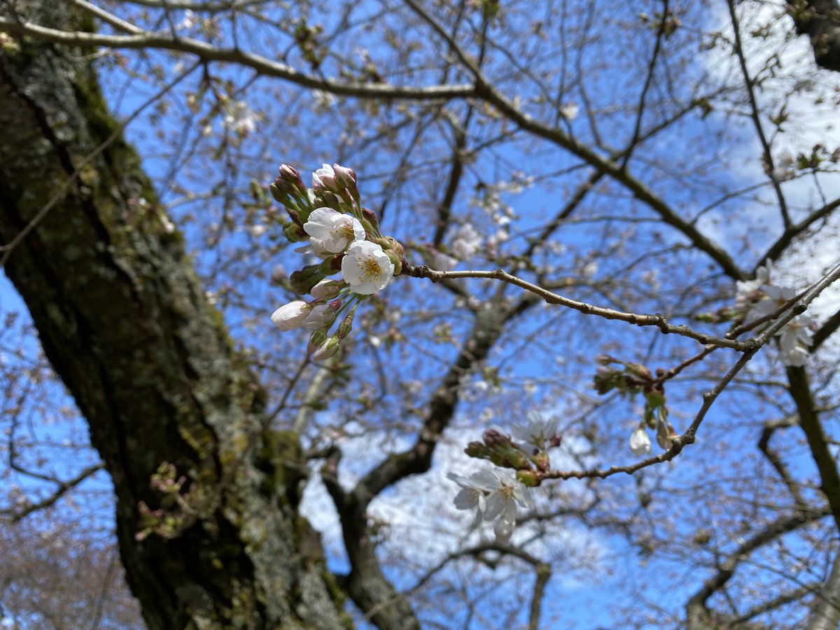 uwcherryblossom's tweet photo. It's about time I get a website dedicated to me. 👑 🌸
There's a bloom watch 👀, live cam and everything!  #UWcherryblossoms
🔗: https://t.co/osEXWG7YOo https://t.co/E4qeqJWdF2