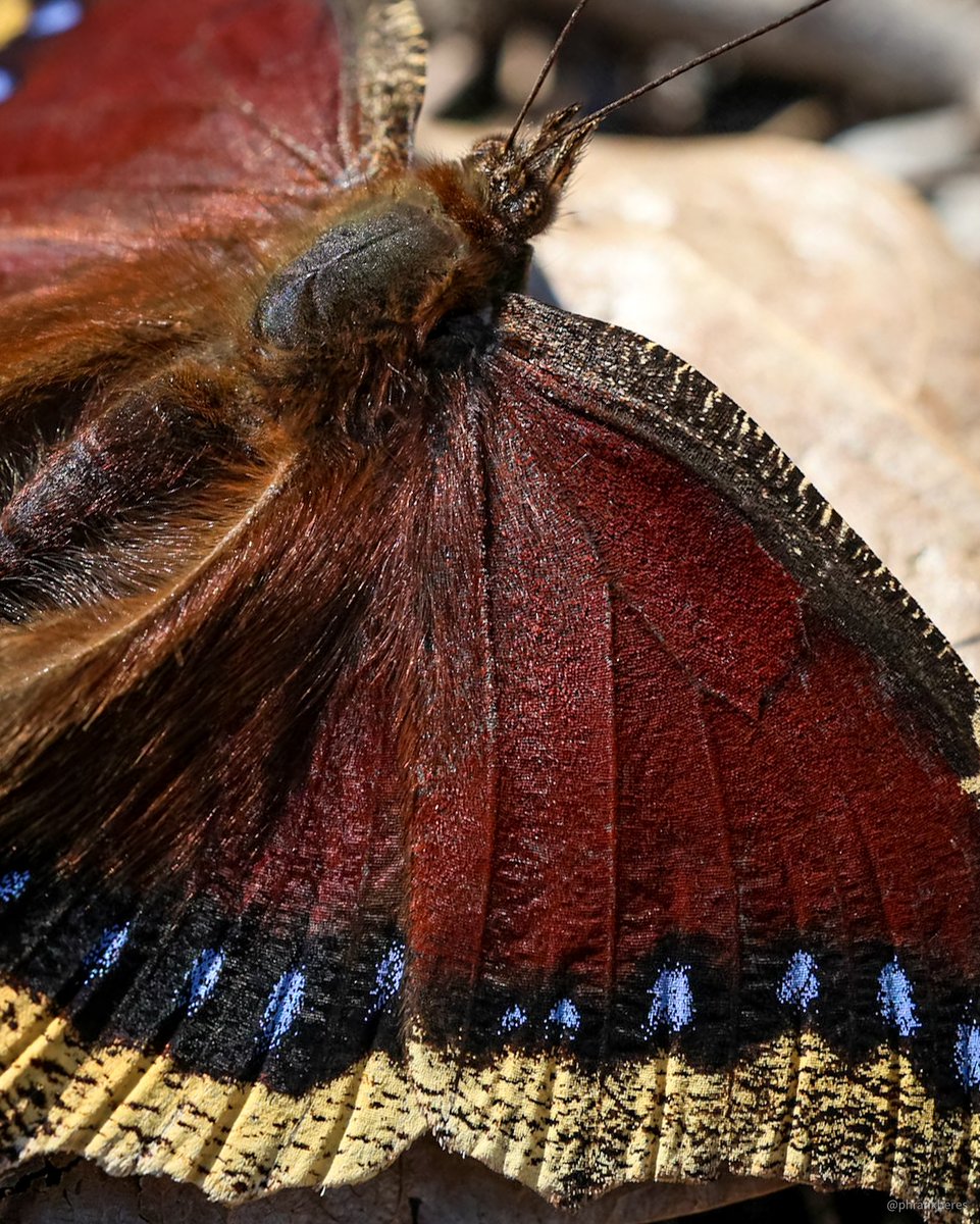 phrankberes's tweet photo. A mourning cloak stretches its wings after a long winter nap. 50 degrees and sunshine - is there any better way to welcome spring here in upstate New York?
🦋🌞🦋
#canonfavpic #butterfly
@CanonUSAimaging R6 Mark II, RF 100mm f2.8 L Macro IS USM https://t.co/x4shPoEM8H