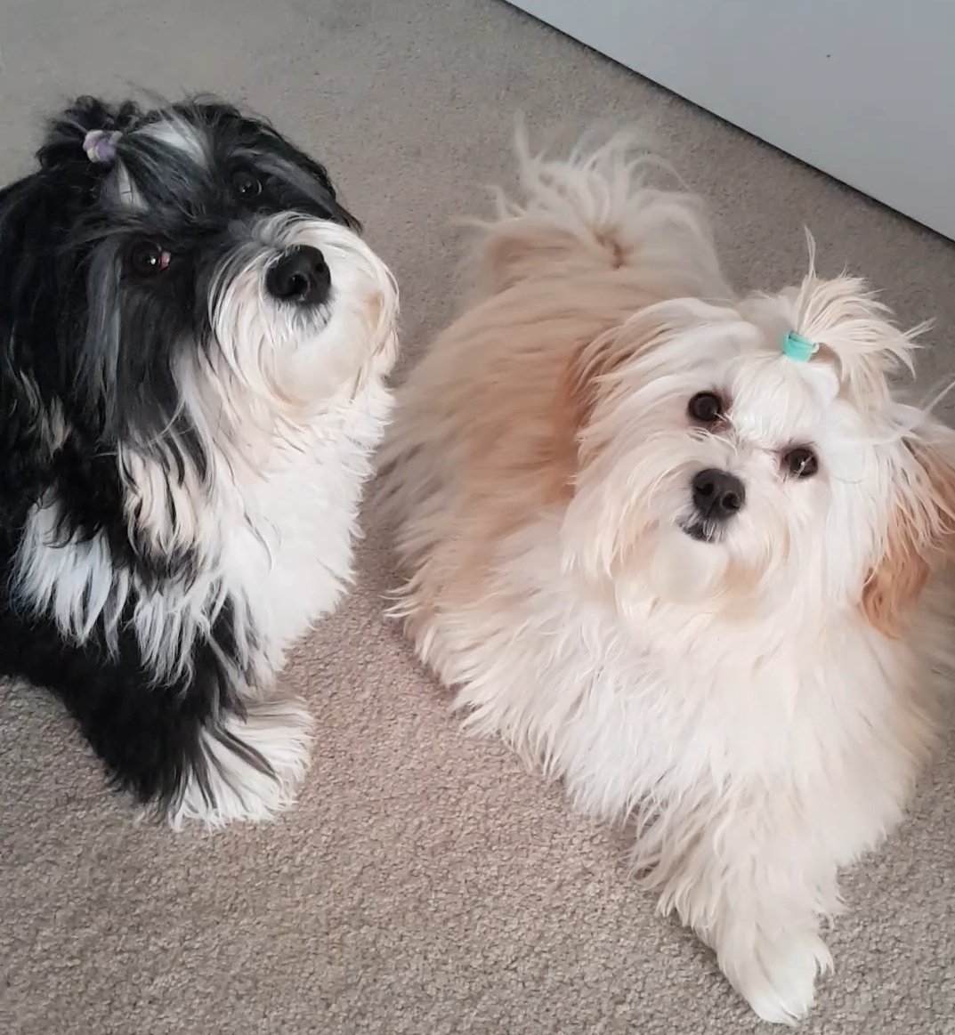 Angel_Akabutu's tweet photo. @ChelseaLaden Every time I sneeze my fur baby's sneezes too! It's good to have a sneeze buddy. https://t.co/S90U7CHQOo