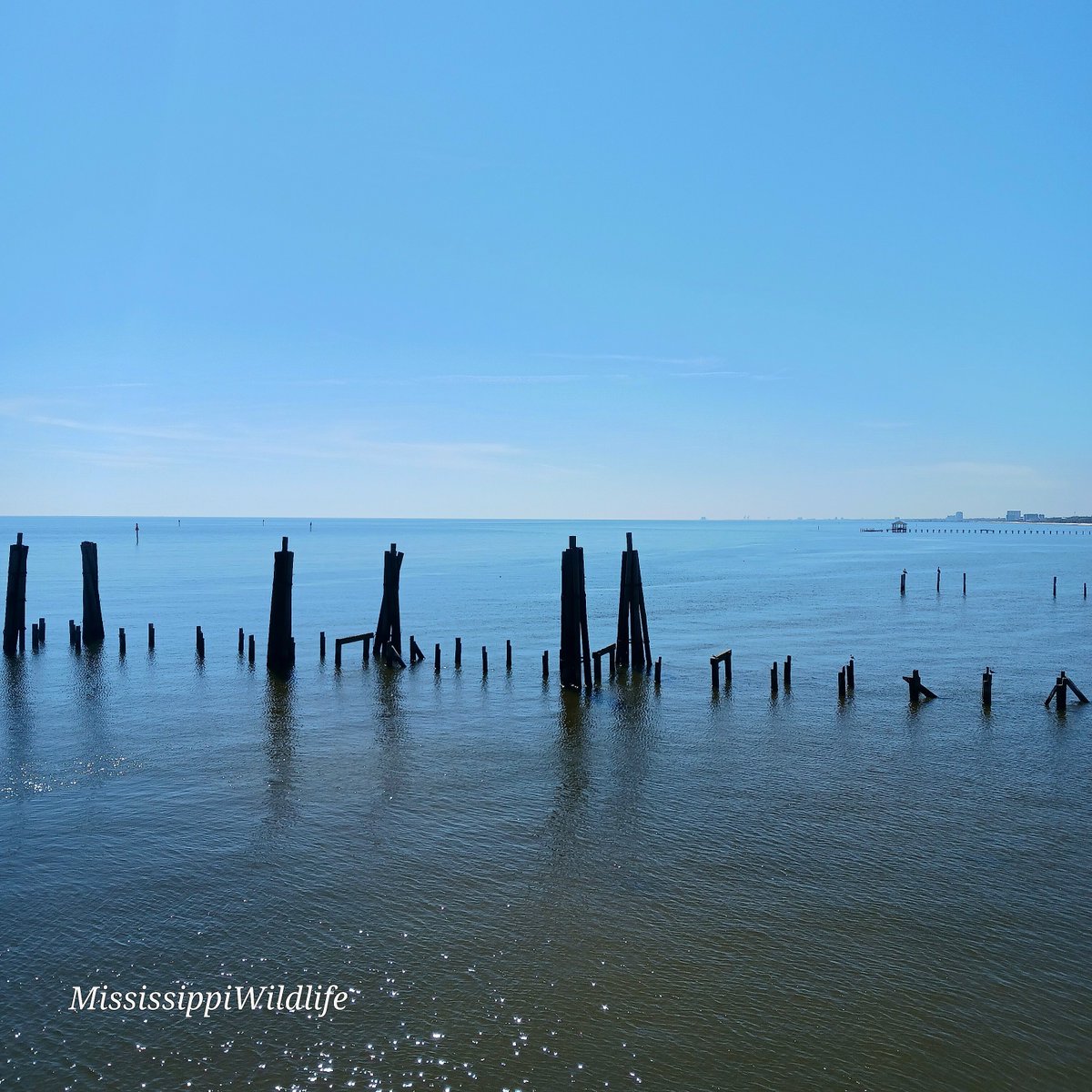 MSWILDLIFE1's tweet photo. Jimmy Buffett weather )) Absolutely beautiful day on the Coast. #Spring #Sunshine #springtime2023 https://t.co/XoMjMeqLgE