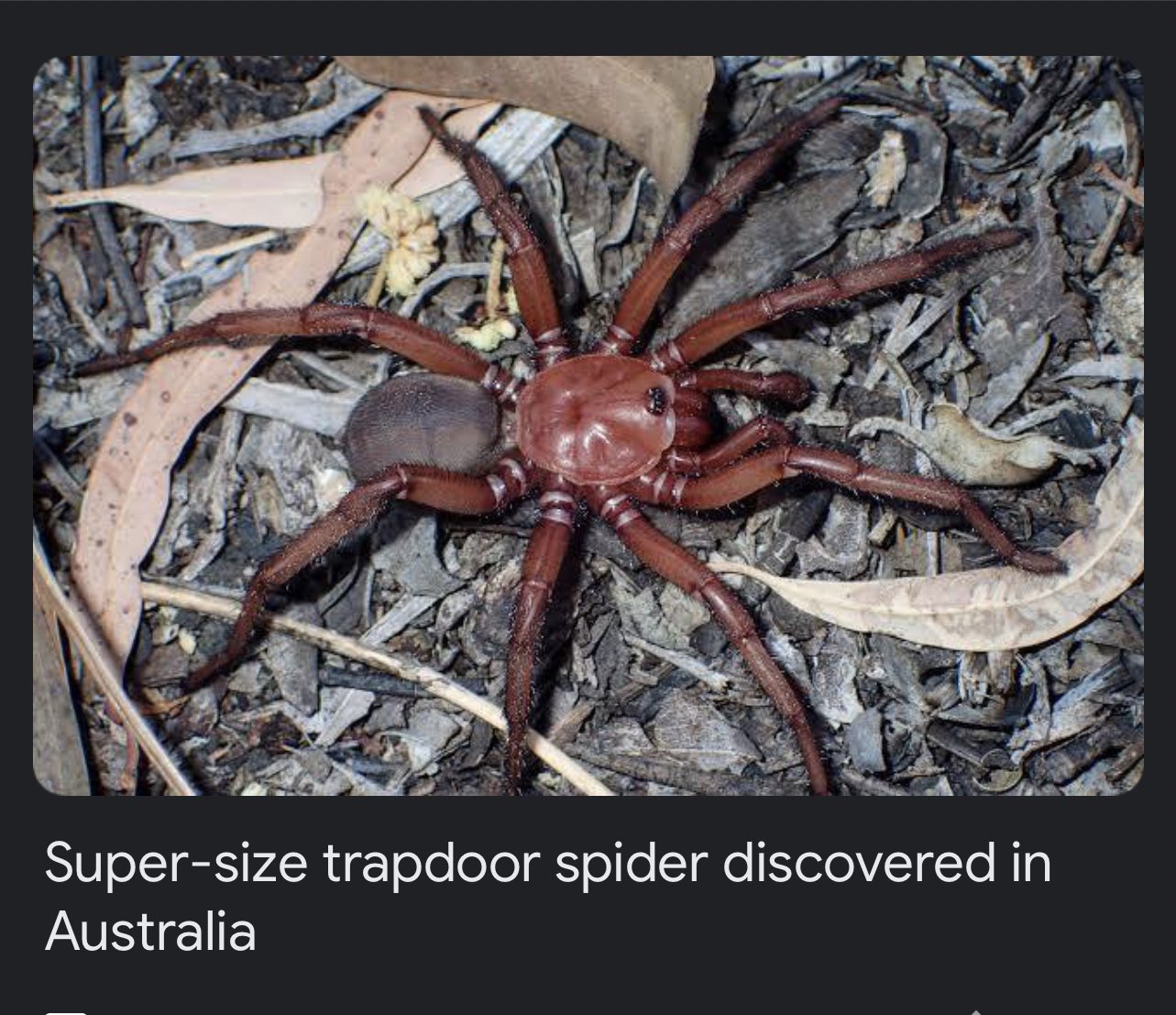 Super-size trapdoor spider discovered in Australia