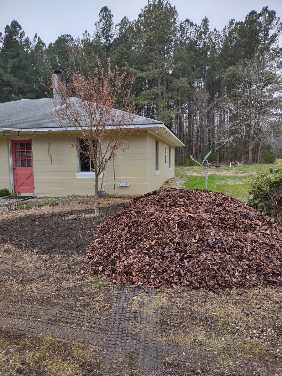 BigchrisCooks's tweet photo. Spring is here! Time to mulch. #realwork #wheelbarrow #pinebark #greencutleaf #japanesemaple #Acerpalmatum https://t.co/Z6n2tiAqh4