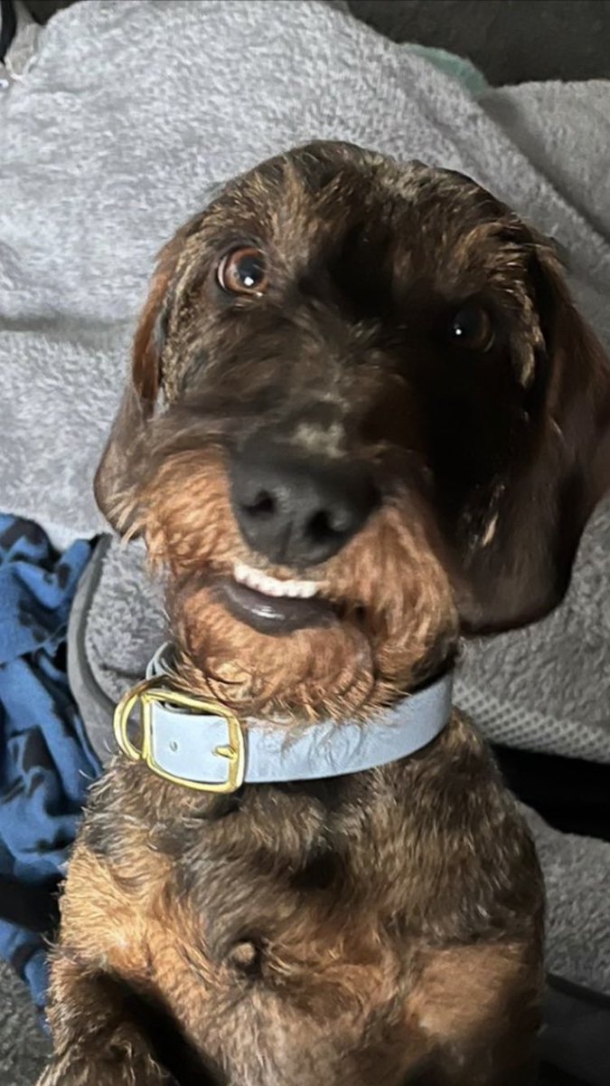 Otto Sausage 💕💕 tweet media