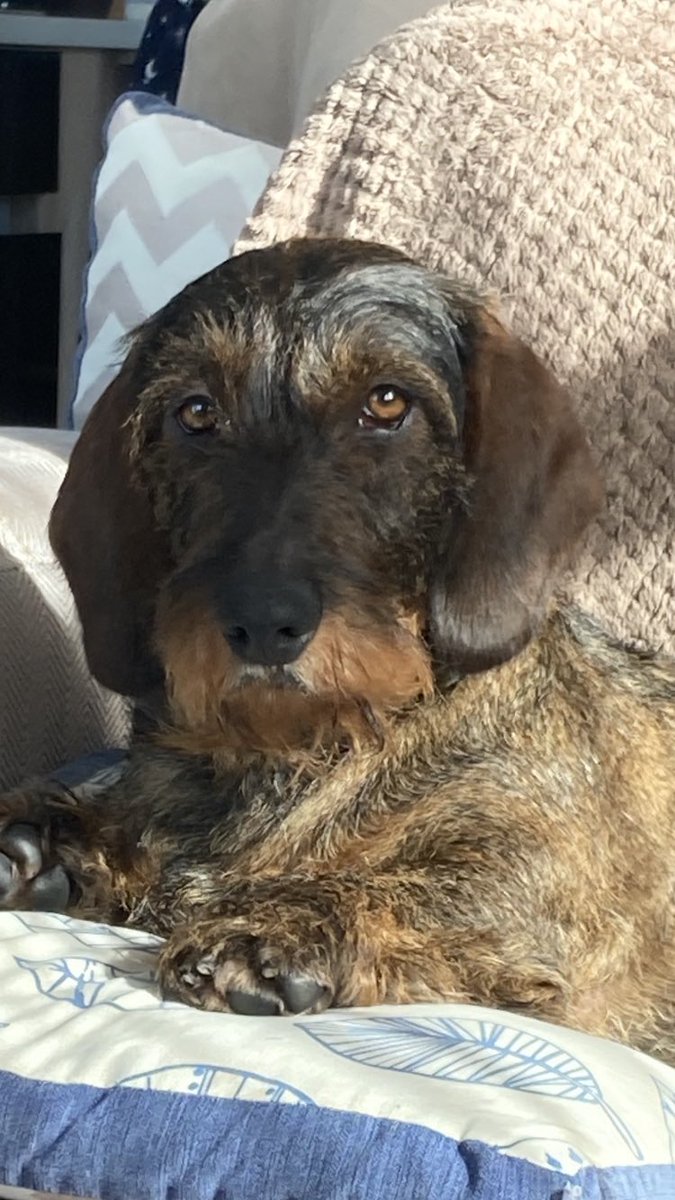 Otto Sausage 💕💕 tweet media