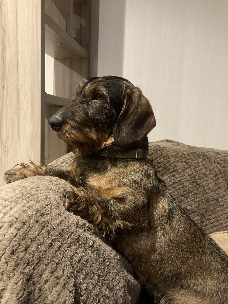 Otto Sausage 💕💕 tweet media