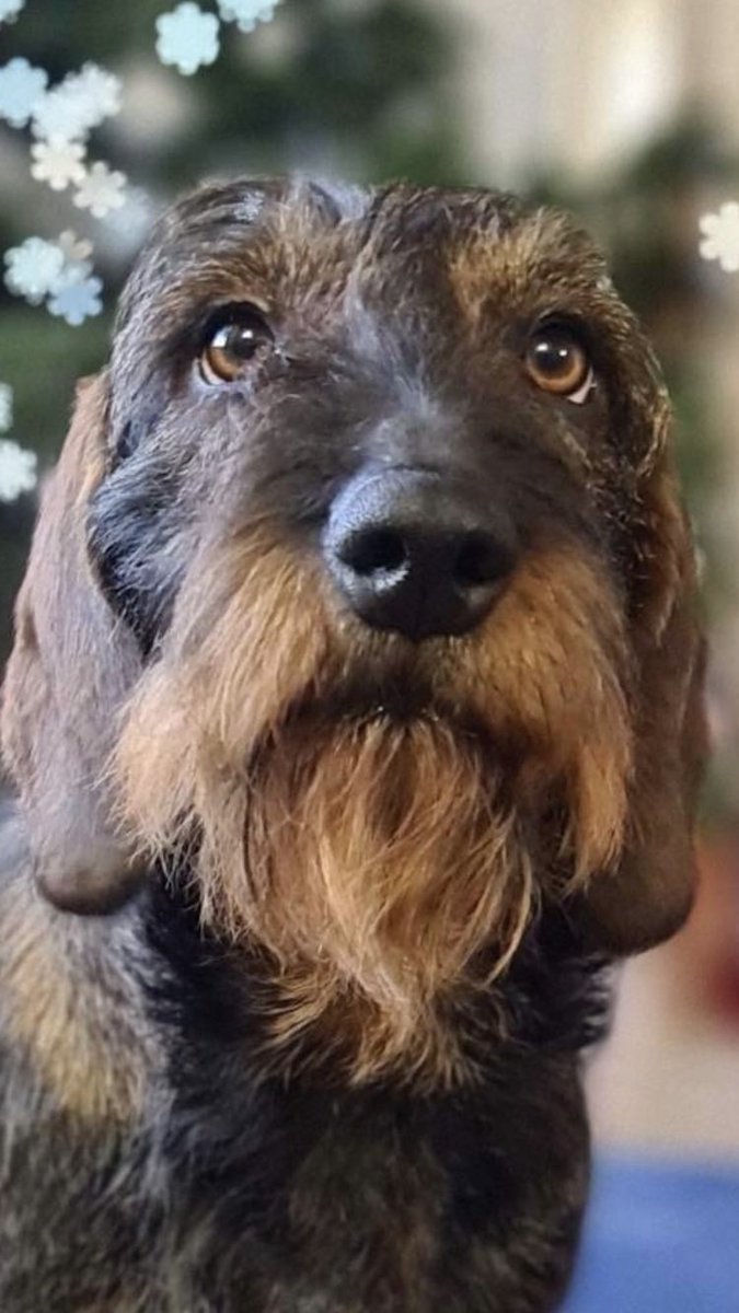 Otto Sausage 💕💕 tweet media