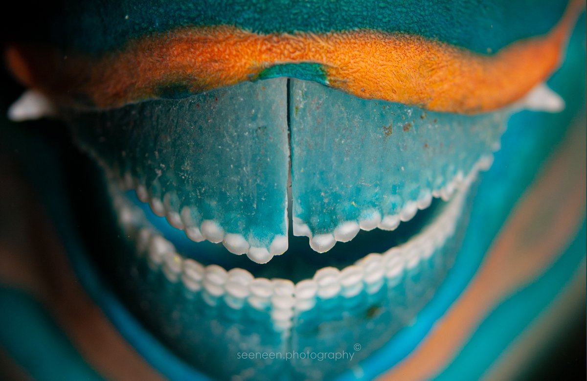 Parrotfish have unique teeth that are adapted for their diet of algae and coral. Their teeth are fused together to form a beak-like structure that they use to scrape algae and small organisms off of coral. Strong & durable.#protectedspecies
 #nikon60mm #maldives #fishid