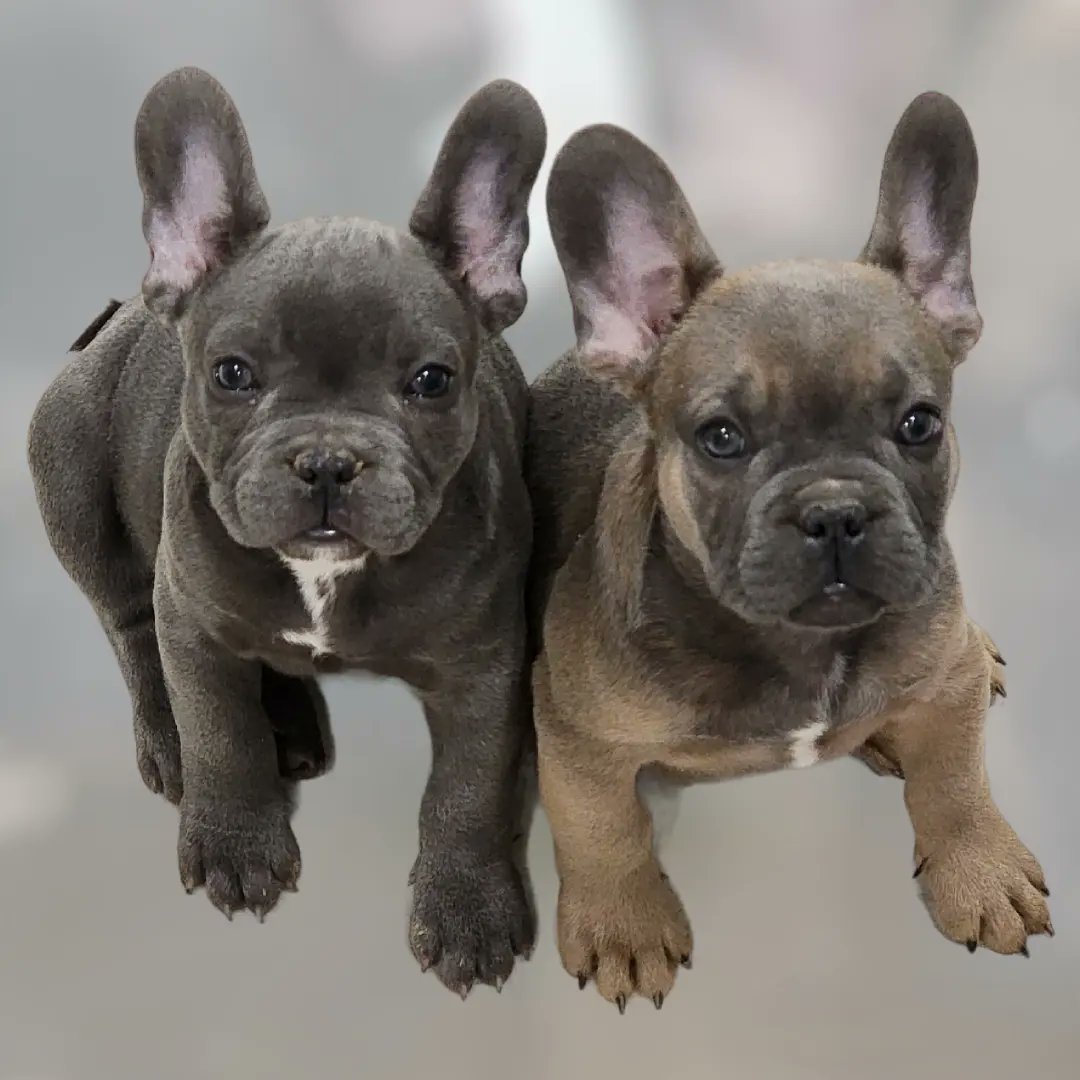 FurpectFrenchie's tweet photo. We now only have 2 of the most handsome boys in town wanting to move out!💙💙 They are just Furpect!! Don't miss your chance on these boys!!
(OUR LINKS)
https://t.co/74pWm24YX5

https://t.co/i97kXxE8Bo

https://t.co/vbkeFqTsy9

https://t.co/tbpSCMQe6j

https://t.co/c1ZOPKVvQB https://t.co/lf6Ox5rvv4