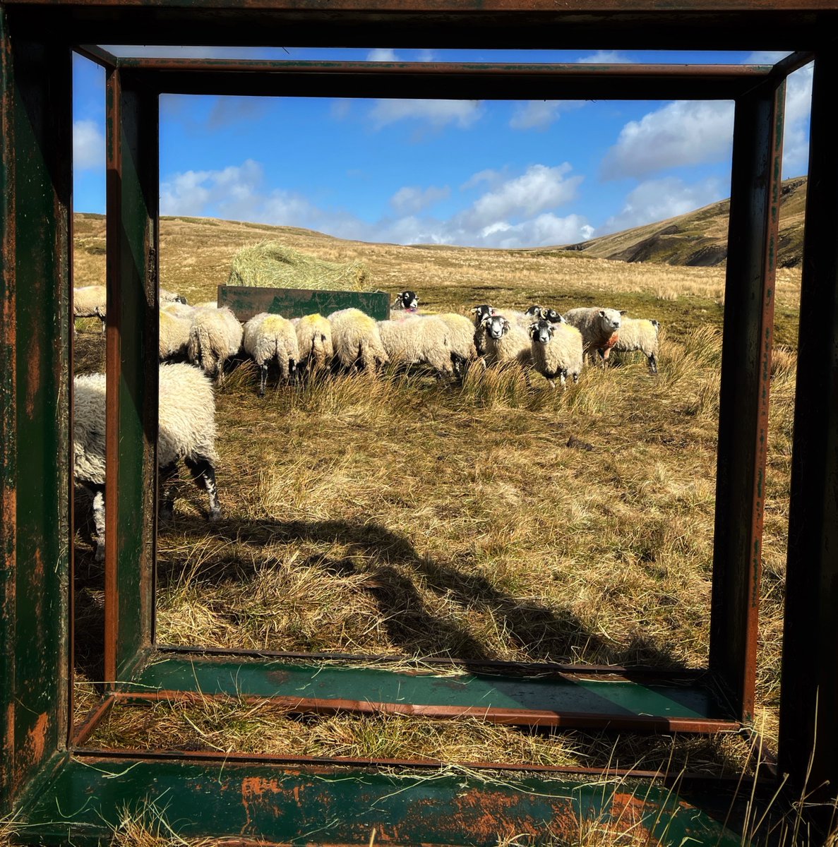 In the frame 🖼️ on a picture perfect day. #yorkshire #shepherdess #countryside #view #outdoors