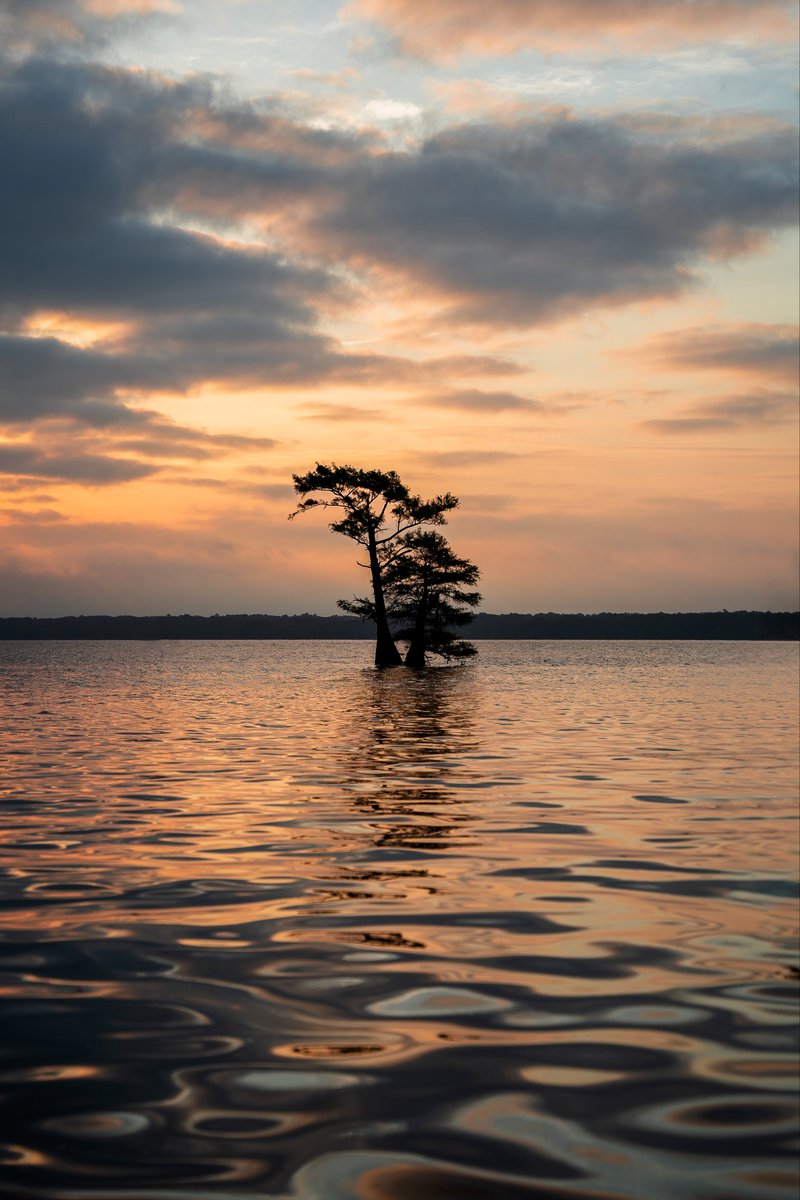 calebgphoto's tweet photo. A sunrise at Caddo Lake https://t.co/yz57DEw00s