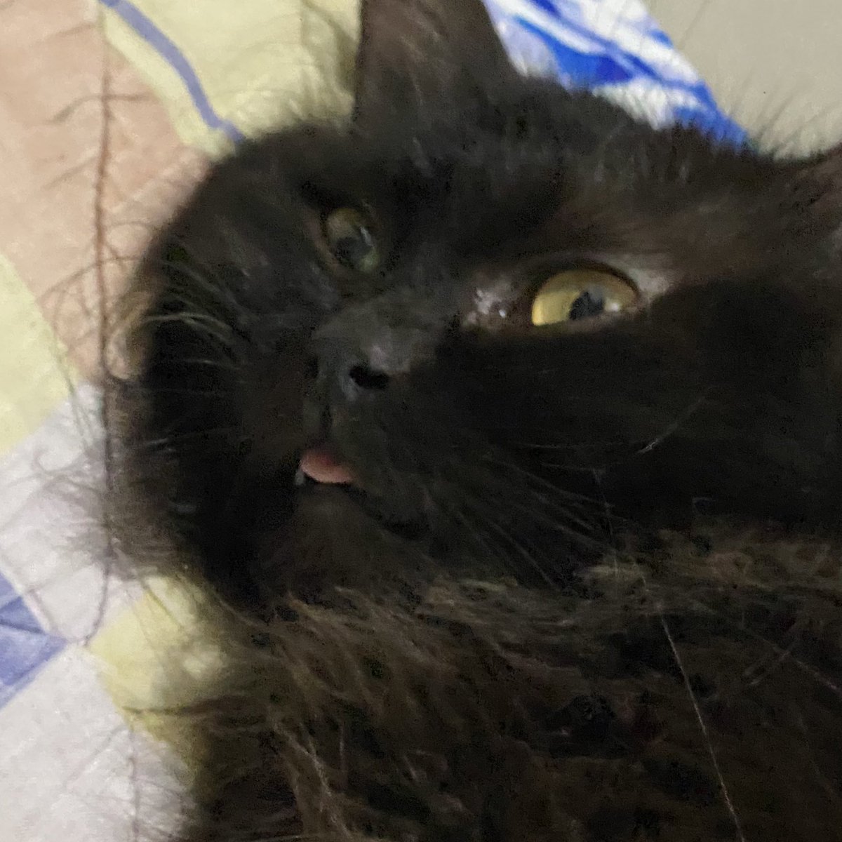 kybrsmn's tweet photo. for maki everyday is mlemsday https://t.co/kC53KvAgTM