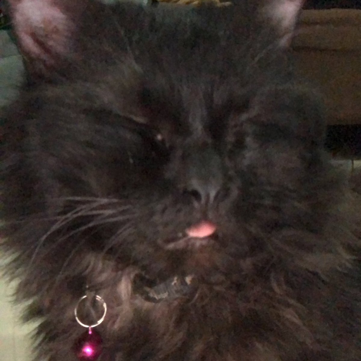 kybrsmn's tweet photo. for maki everyday is mlemsday https://t.co/kC53KvAgTM