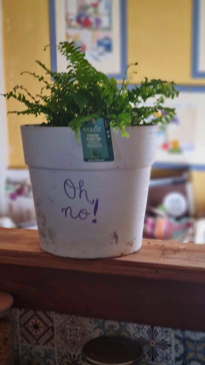 fsutrill's tweet photo. @FernBrady @Craigsshepp An egg? No problem! Meet your newest namesake: the first fern I haven’t killed! It’s no chicken, but… https://t.co/FkCIDwyhk2