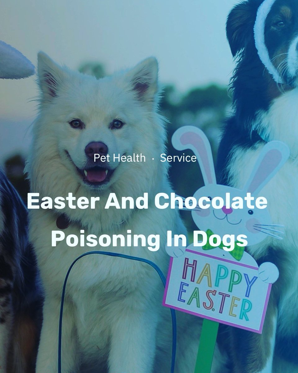 ValleyVetcare's tweet photo. Easter 🐣 is approaching fast and we have a new blog on the website about chocolate poisoning in pets https://t.co/eKW7bdXGnq click the link to find out more and contact us on 01706656559 if you have any concerns https://t.co/bmFtWE7sw1