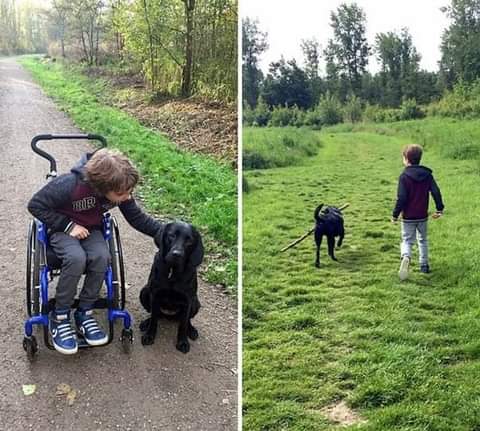 rogeliomtz75's tweet photo. Hace 8 meses su hijo consiguió un perro de apoyo, su hijo era principalmente dependiente de la silla de ruedas. Esperaban que su perro le ayudara a crecer más fuerte. Creo pueden coincidir que juntos tuvieron éxito. https://t.co/uIjO08IBkj