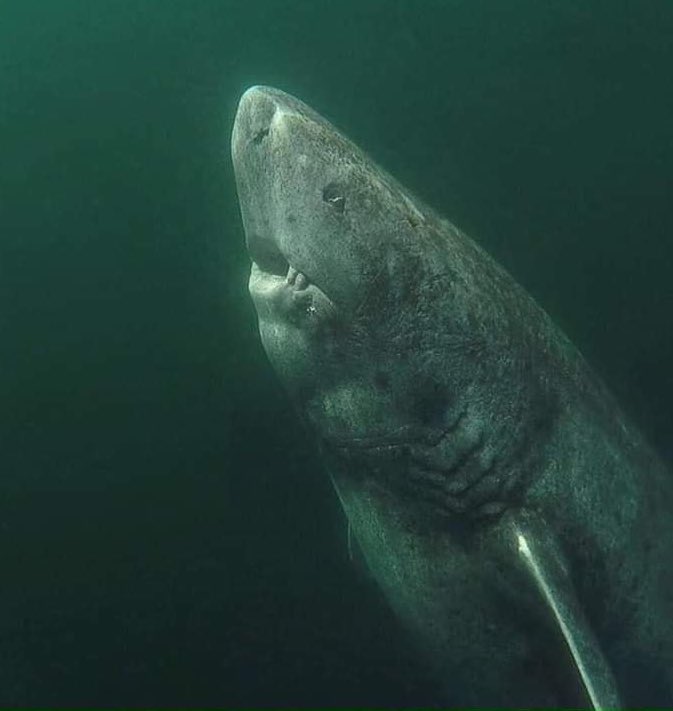 aallleeexxxxxx1's tweet image. this is what accidentally waking up at 5am feels like