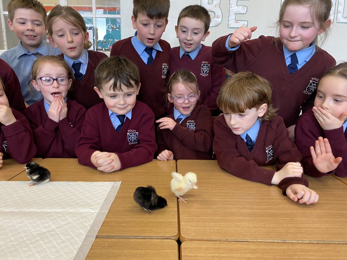 Foley Primary School tweet media