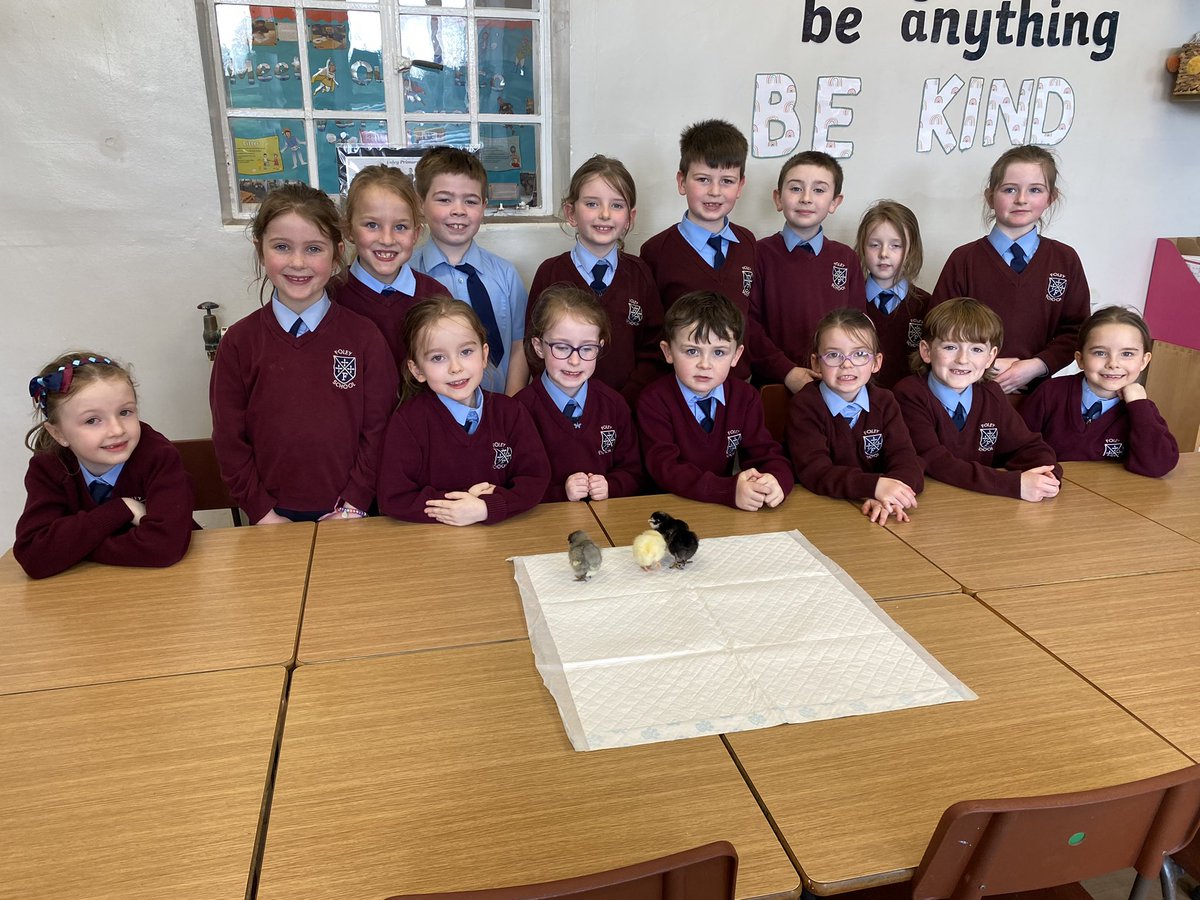 Foley Primary School (@schoolfoley) on Twitter photo Introducing Bonnie, Buí, Patrick and Podge! What a thoroughly enjoyable process this has been for P3 with our friends at <a href="/CleaPrimary/">Clea Primary School</a> and <a href="/FaughartCNS/">Faughart Community National School</a> Good luck with hatching guys!🐣 <a href="/CASEshared/">CASE Shared Education</a> Introducing Bonnie, Buí, Patrick and Podge! What a thoroughly enjoyable process this has been for P3 with our friends at <a href="/CleaPrimary/">Clea Primary School</a> and <a href="/FaughartCNS/">Faughart Community National School</a> Good luck with hatching guys!🐣 <a href="/CASEshared/">CASE Shared Education</a>