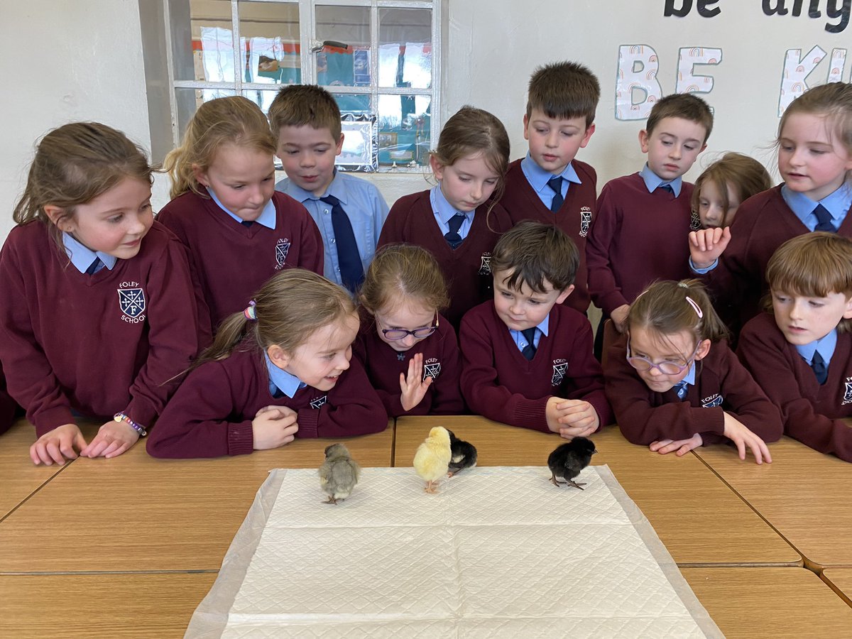 Foley Primary School tweet media