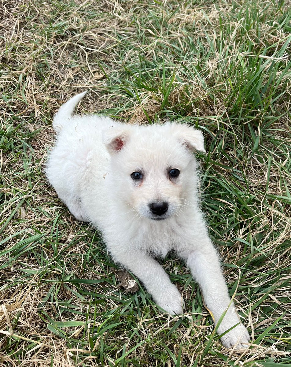 oipalaquila's tweet photo. 6 CUCCIOLI IN CERCA DI CASA ❤️

Sono 4 maschi e 2 femmine, due mesi, futura taglia grande (mix maremmano). Si affidano con vaccino e microchip, con OBBLIGO di sterilizzazione.
🌍Adottabili nel centro e nord Italia.
📲3313428766 solo mess whatsap https://t.co/H0cZ9Kkl8e