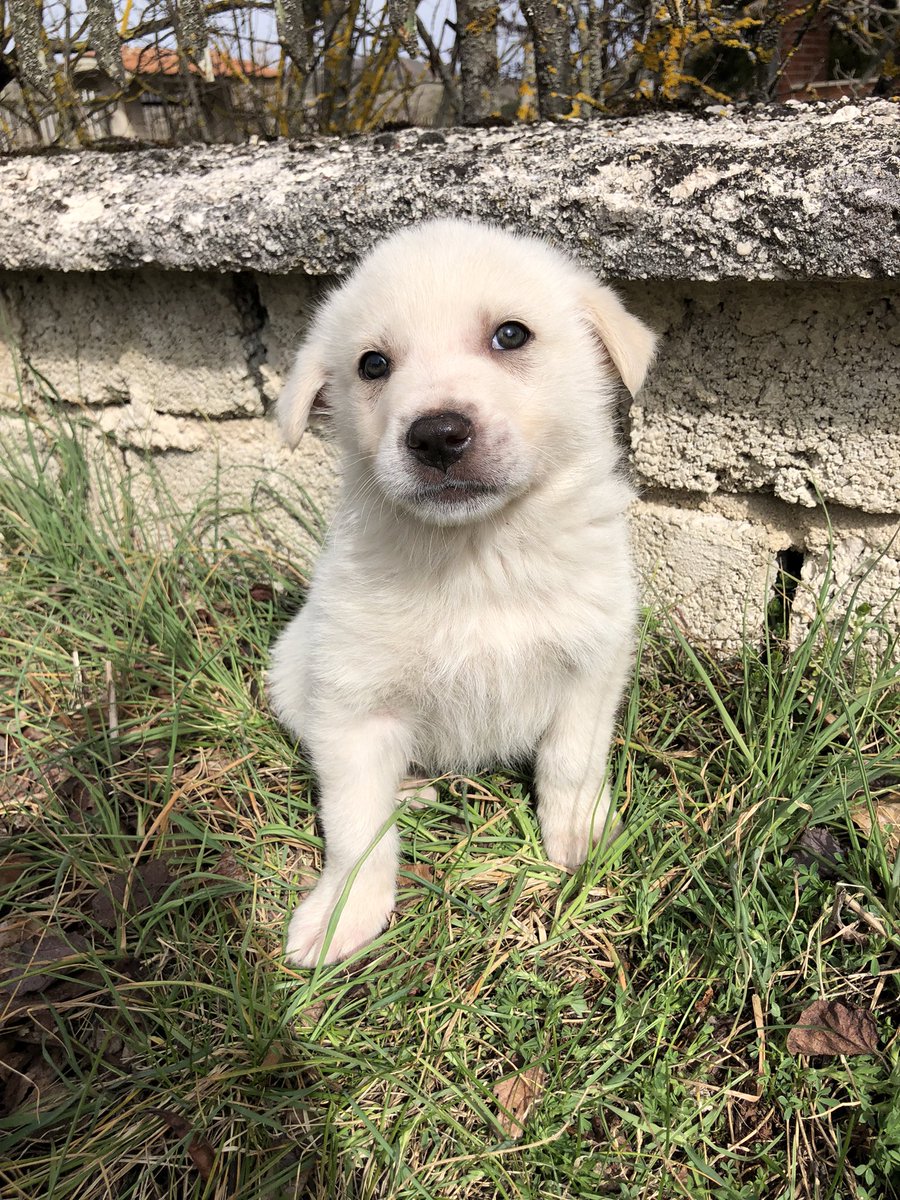 oipalaquila's tweet photo. 6 CUCCIOLI IN CERCA DI CASA ❤️

Sono 4 maschi e 2 femmine, due mesi, futura taglia grande (mix maremmano). Si affidano con vaccino e microchip, con OBBLIGO di sterilizzazione.
🌍Adottabili nel centro e nord Italia.
📲3313428766 solo mess whatsap https://t.co/H0cZ9Kkl8e