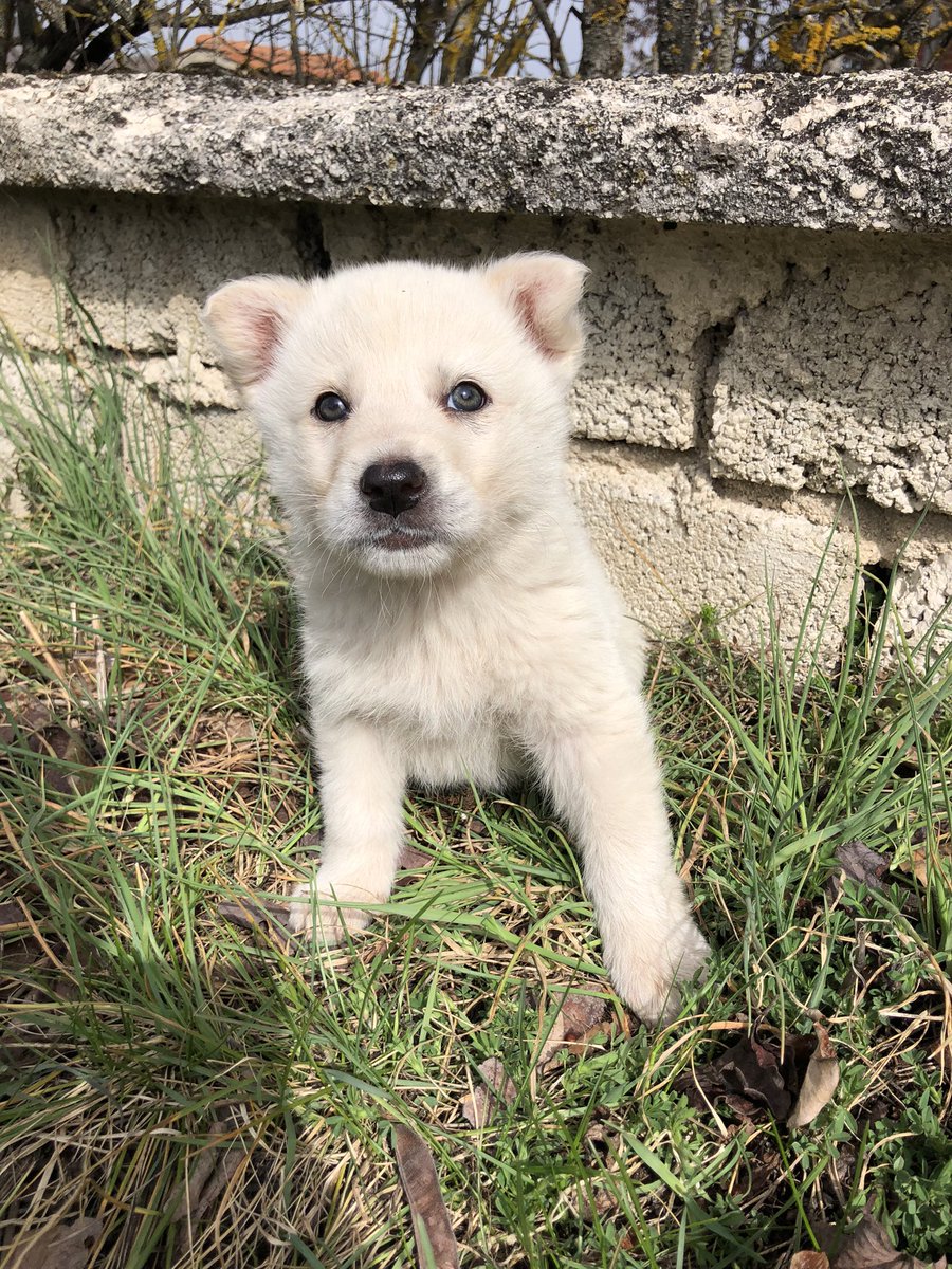oipalaquila's tweet photo. 6 CUCCIOLI IN CERCA DI CASA ❤️

Sono 4 maschi e 2 femmine, due mesi, futura taglia grande (mix maremmano). Si affidano con vaccino e microchip, con OBBLIGO di sterilizzazione.
🌍Adottabili nel centro e nord Italia.
📲3313428766 solo mess whatsap https://t.co/H0cZ9Kkl8e