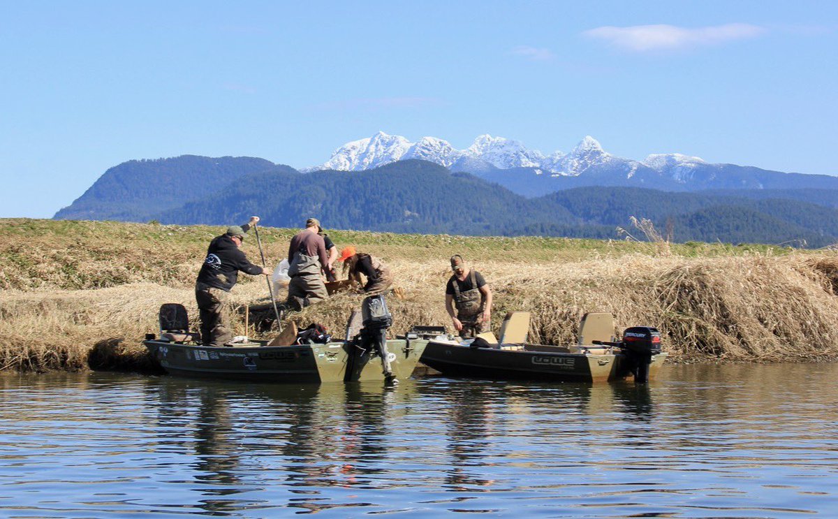 czarofbar's tweet image. March 18 we had a couple newbies join a some #nestingbox veterans on the #alouetteriver to refurbish, repair and relocate some boxes. #pittwaterfowlers