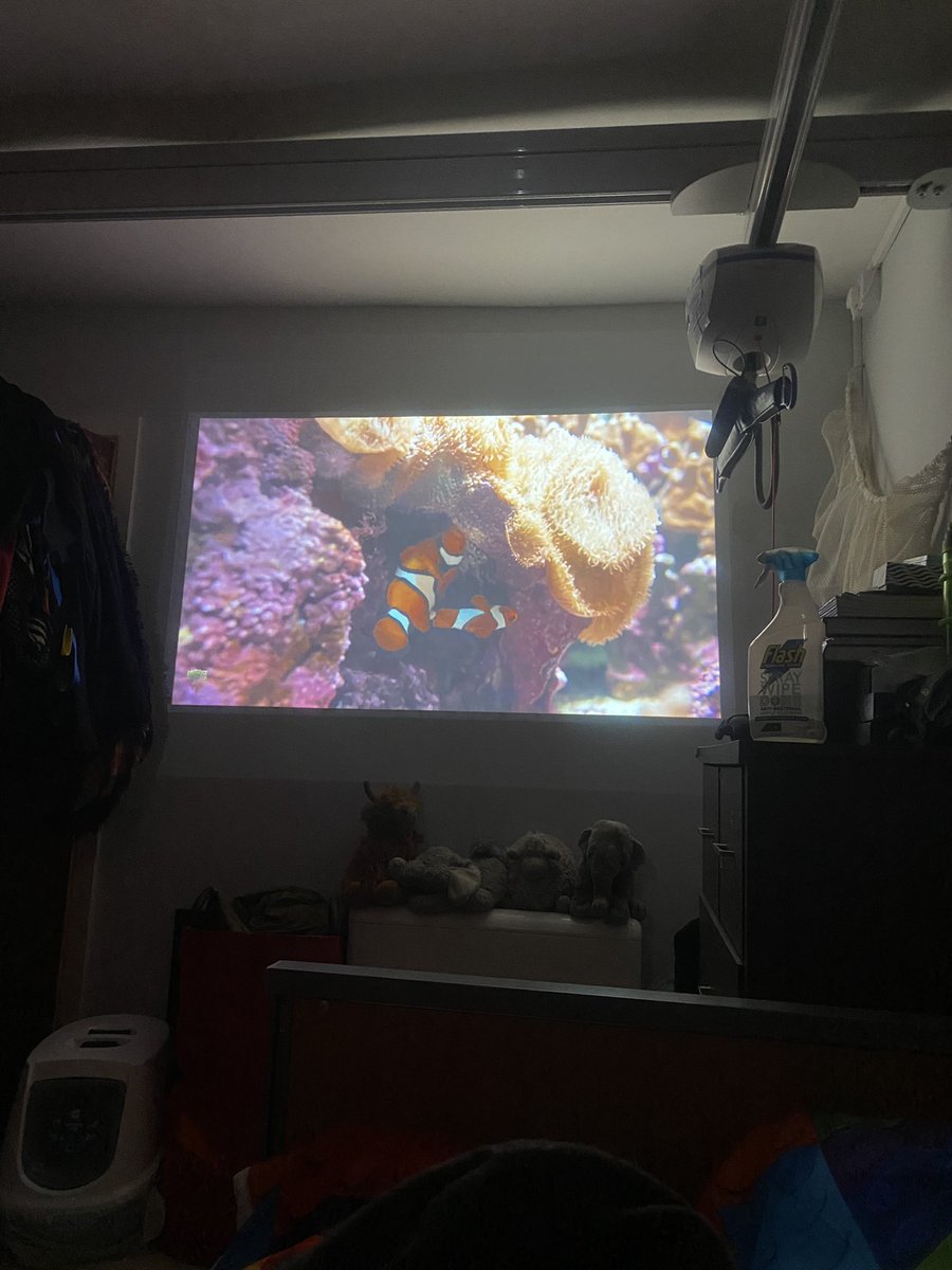 disabledtudor's tweet photo. Watching fish and underwater creatures on my projector safe in my profiling bed and thanks to my hoist. Post tic attack. 

#Tourettes #Tics #TicAttack https://t.co/a69bHrITC1