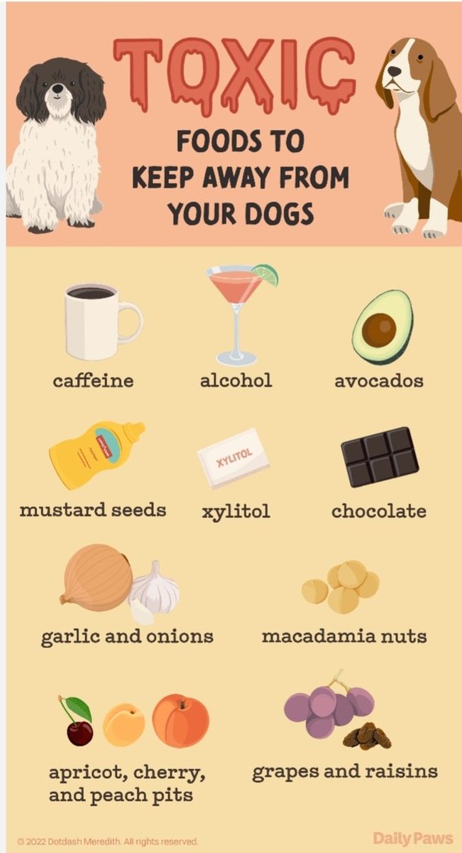 shelleywells82's tweet image. With Easter coming up an tonight's episode of  #coronationstreet seems a good time to share this #dogsoftwitter