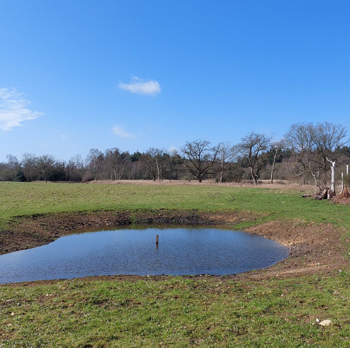 uclponds's tweet photo. A #ghostpingo that we ressurected for @NorfolkWT last summer on former farm land nr Thompson Common. Would like to see more water (drought!) but #pond had many water beetles & some toads. Success! Plants will come fast from the seedbank as it warms... @TheBrecksLP @hburningham https://t.co/LG7PBwpcGu