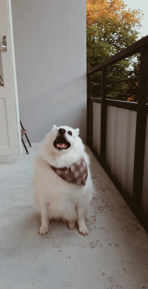 CrybebeBabo's tweet photo. The past few days have been absolutely hardest days of my life. I am preparing to say goodbye to my best friend and soulmate. I feel devastated and heartbroken. I'll miss her smile, her snuggles, singing her favorite songs, and kissing her soft head for the rest of my life. 💔 https://t.co/gTfsf6nR6j