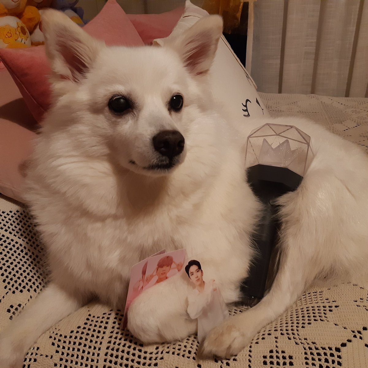CrybebeBabo's tweet photo. The past few days have been absolutely hardest days of my life. I am preparing to say goodbye to my best friend and soulmate. I feel devastated and heartbroken. I'll miss her smile, her snuggles, singing her favorite songs, and kissing her soft head for the rest of my life. 💔 https://t.co/gTfsf6nR6j