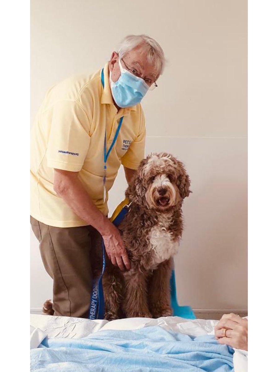YogiBearBowen's tweet image. Having a ‘briefing’ with Mum &amp;amp; Dad before going onto the wards today, to make sure I know who to give cuddles to! 🐾🛏️ 🏥 

#PATdog #PetsAsTherapyUK #AustralianLabradoodle #FrimleyHealthFamily #PATVolunteers @PetsAsTherapyUK